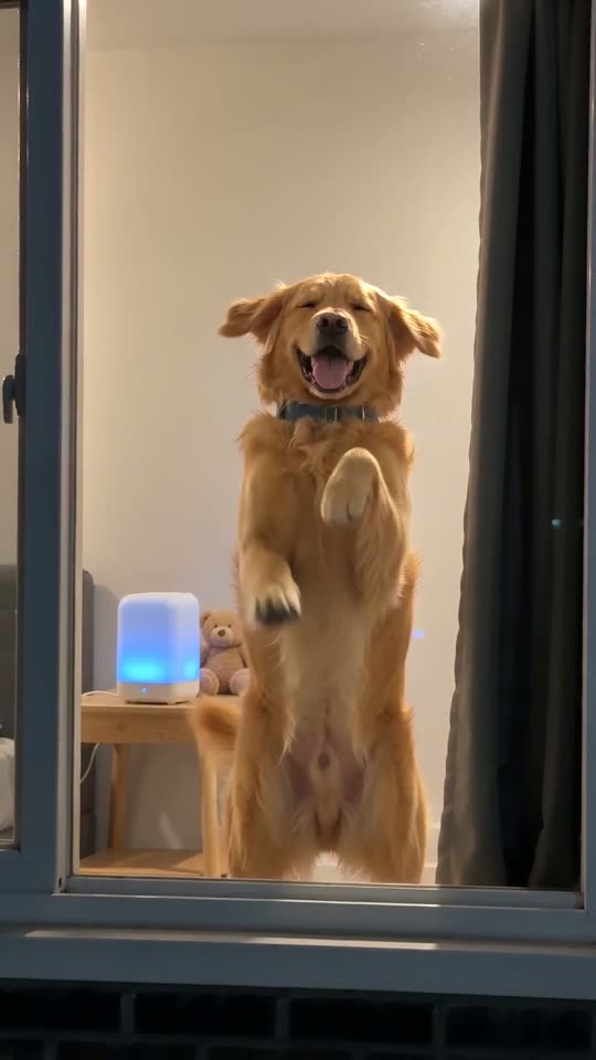 Foto de golden retriever → Window Dance con mascota