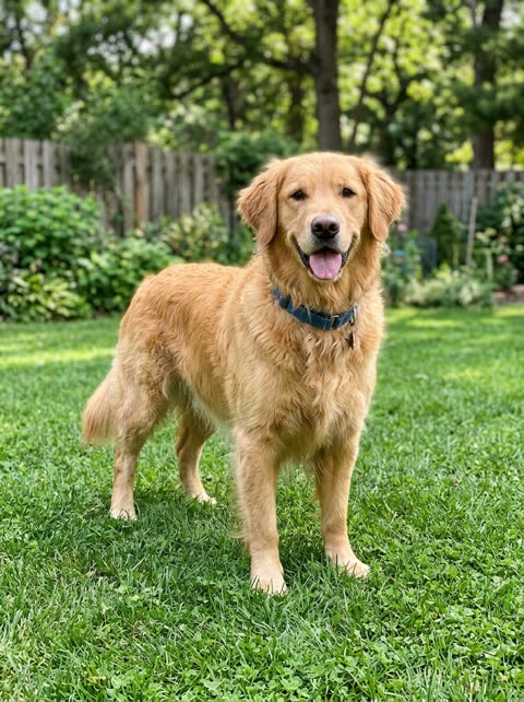 Golden retriever photo → Pet Window Dance